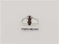 藏品(天牛科(一)台灣)的圖片